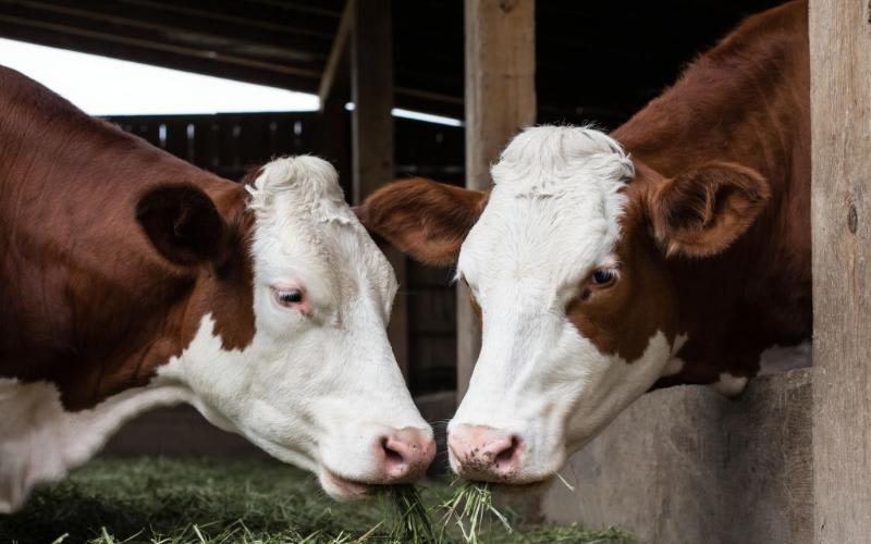 Пастереллёз в Сибири: эпизоотия vs экономика